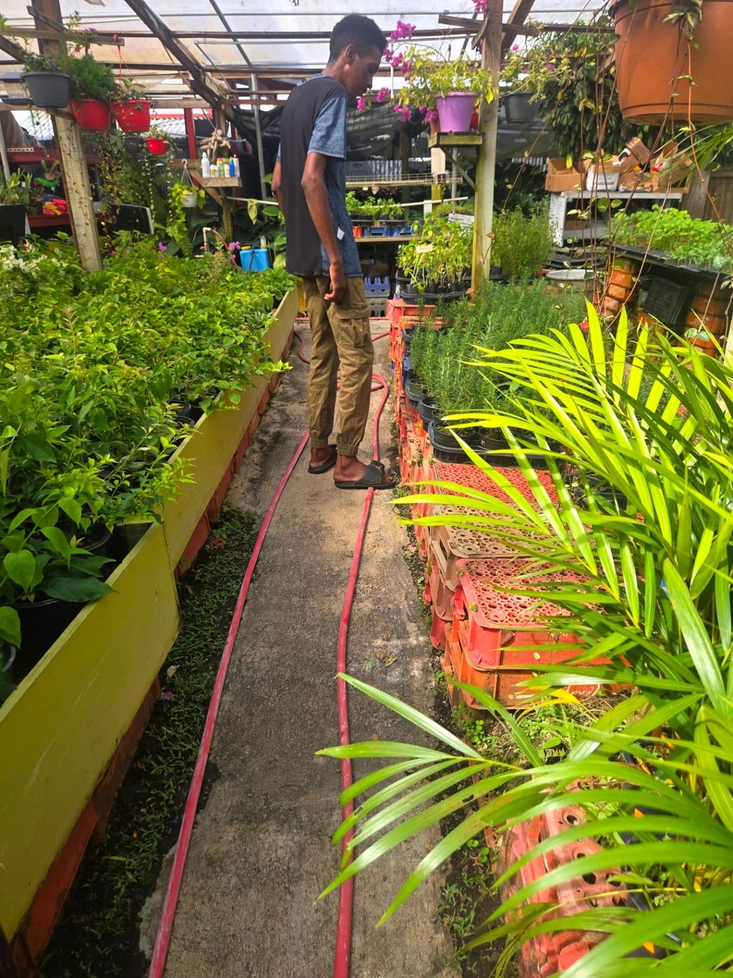 Inside a Grenadian plant nursery